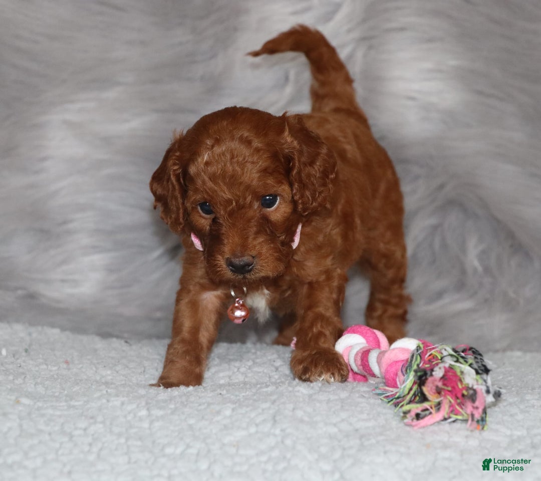 Mini Goldendoodle dogs for sale: Cori - Image 1