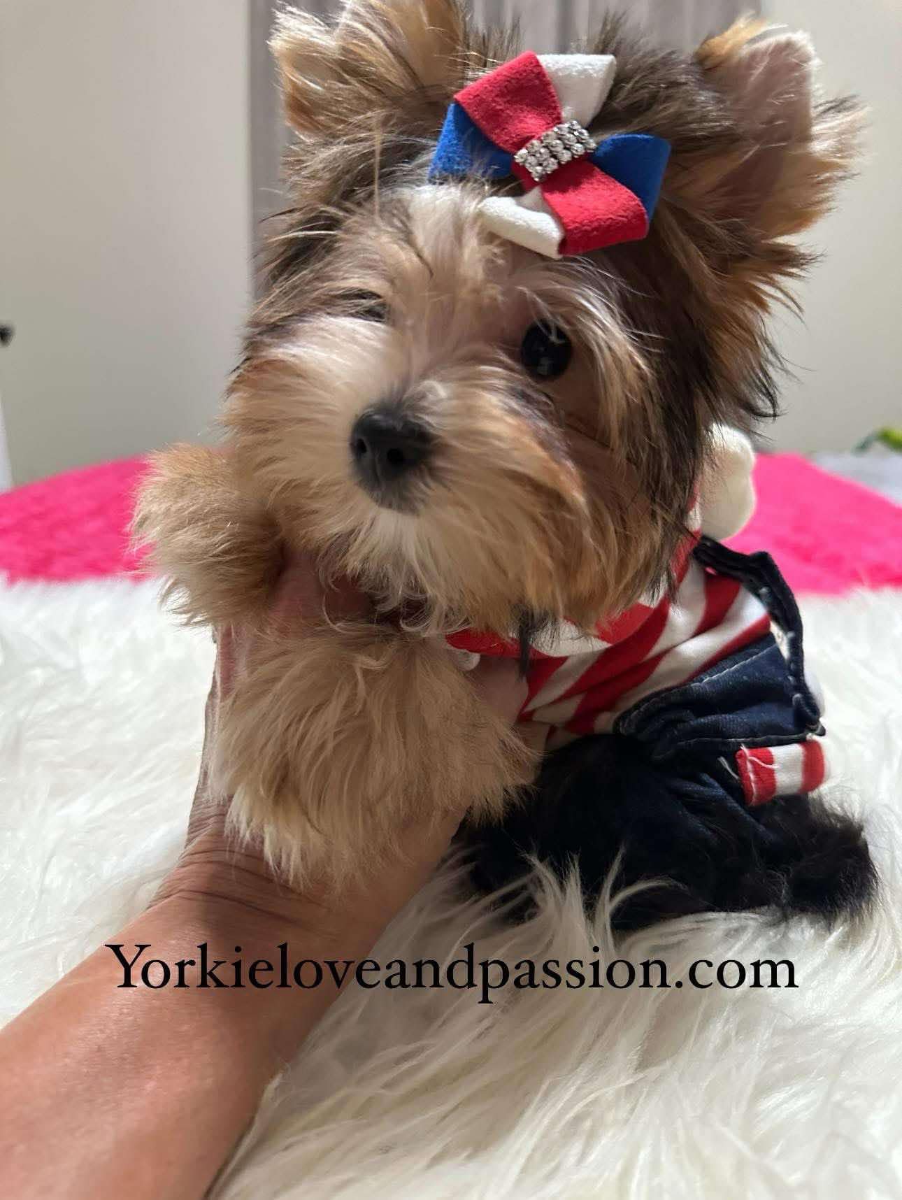 Yorkshire Terrier dogs for sale: Yorkshire Terrier 5 puppies - Image 17