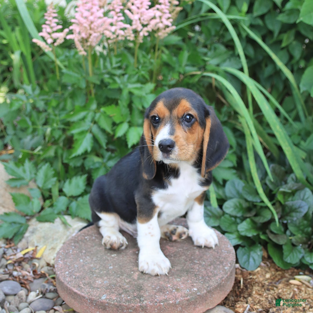 Beagle dogs for sale: Digger - Image 5