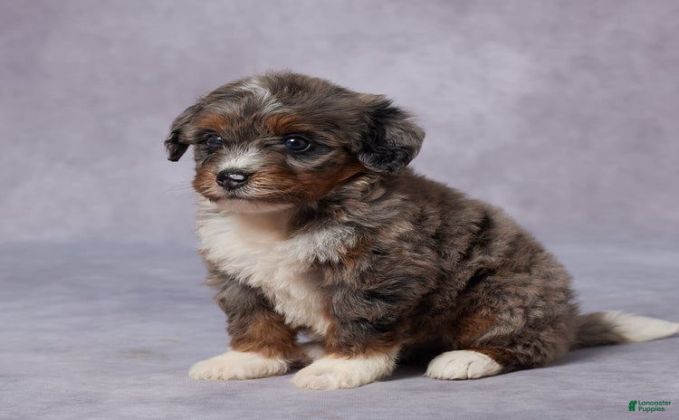 Mini Bernedoodle dogs for sale - Ad 2