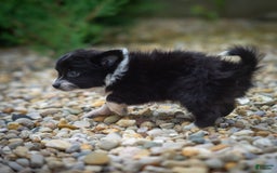 Pomchi dogs for sale: Night Fox - Image 2
