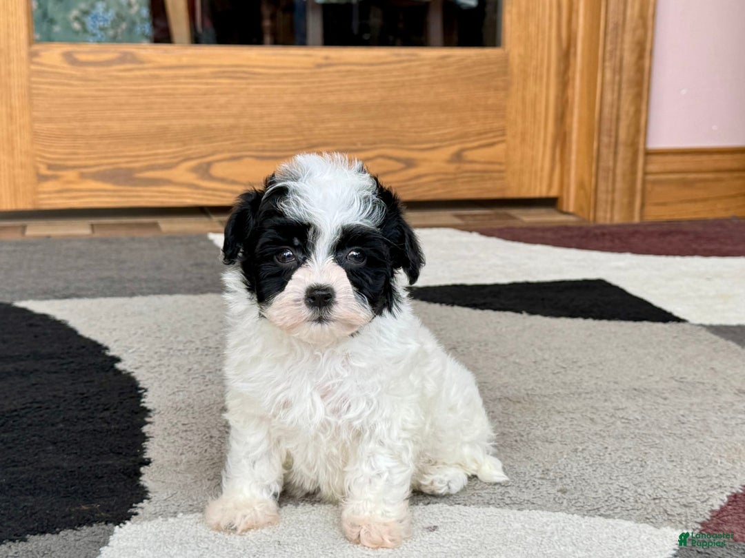 Havanese dogs for sale: Nathan - Image 1