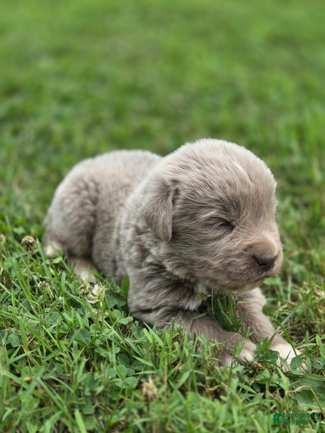 Newfoundland dogs for sale: Smokey - Image 5
