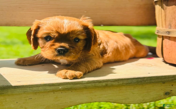 Cavalier King Charles Spaniel dogs for sale - Ad 1