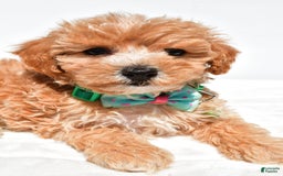 Maltipoo dogs for sale: Deon - Image 7