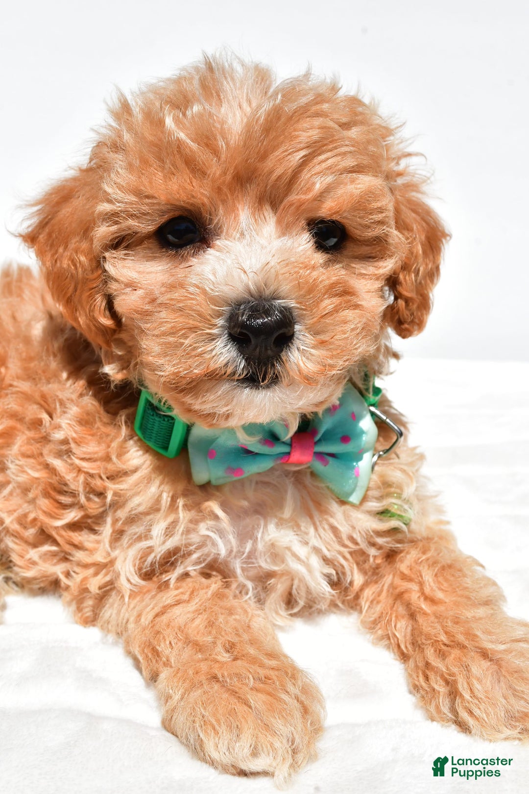 Maltipoo dogs for sale: Deon - Image 7