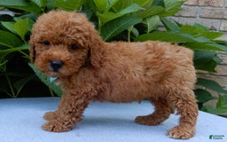 Mini Goldendoodle dogs for sale: Gradie - Image 4