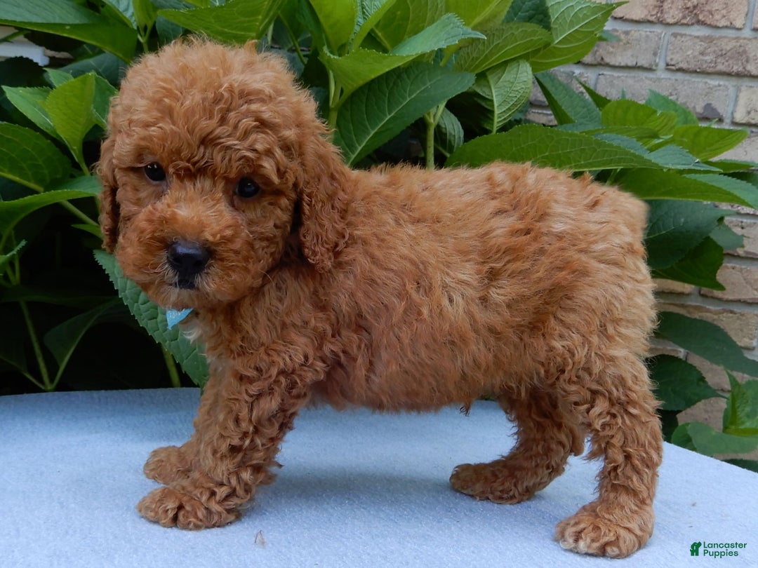 Mini Goldendoodle dogs for sale: Gradie - Image 4
