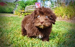 Havapoo dogs for sale: Humble - Image 16