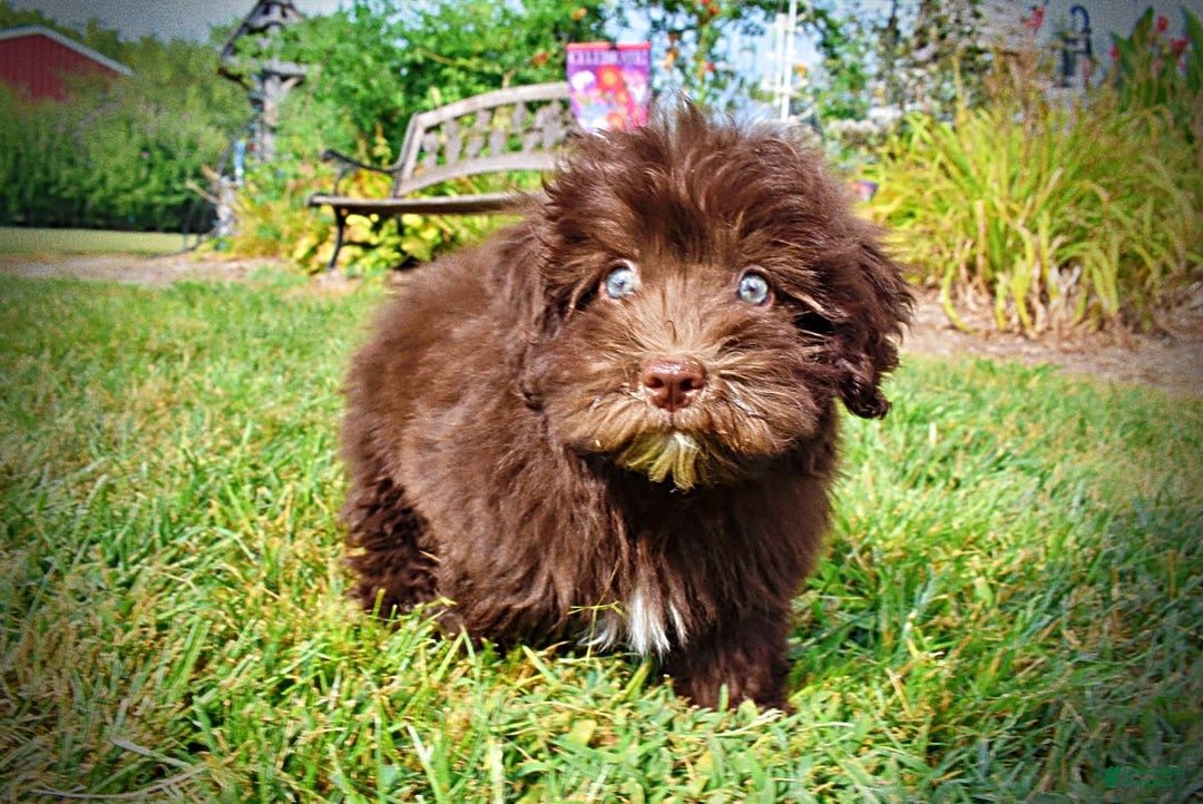 Havapoo dogs for sale: Humble - Image 16