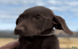 Labrador Retriever dogs for sale: Hunter - Image 3