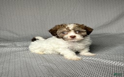Havapoo dogs for sale: Jill - Image 1