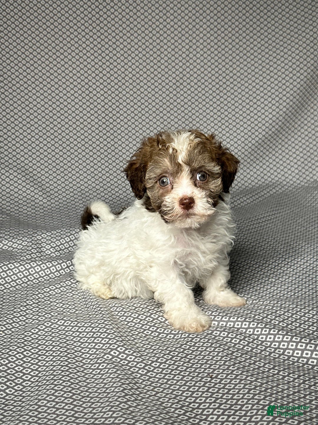 Havapoo dogs for sale: Jill - Image 1