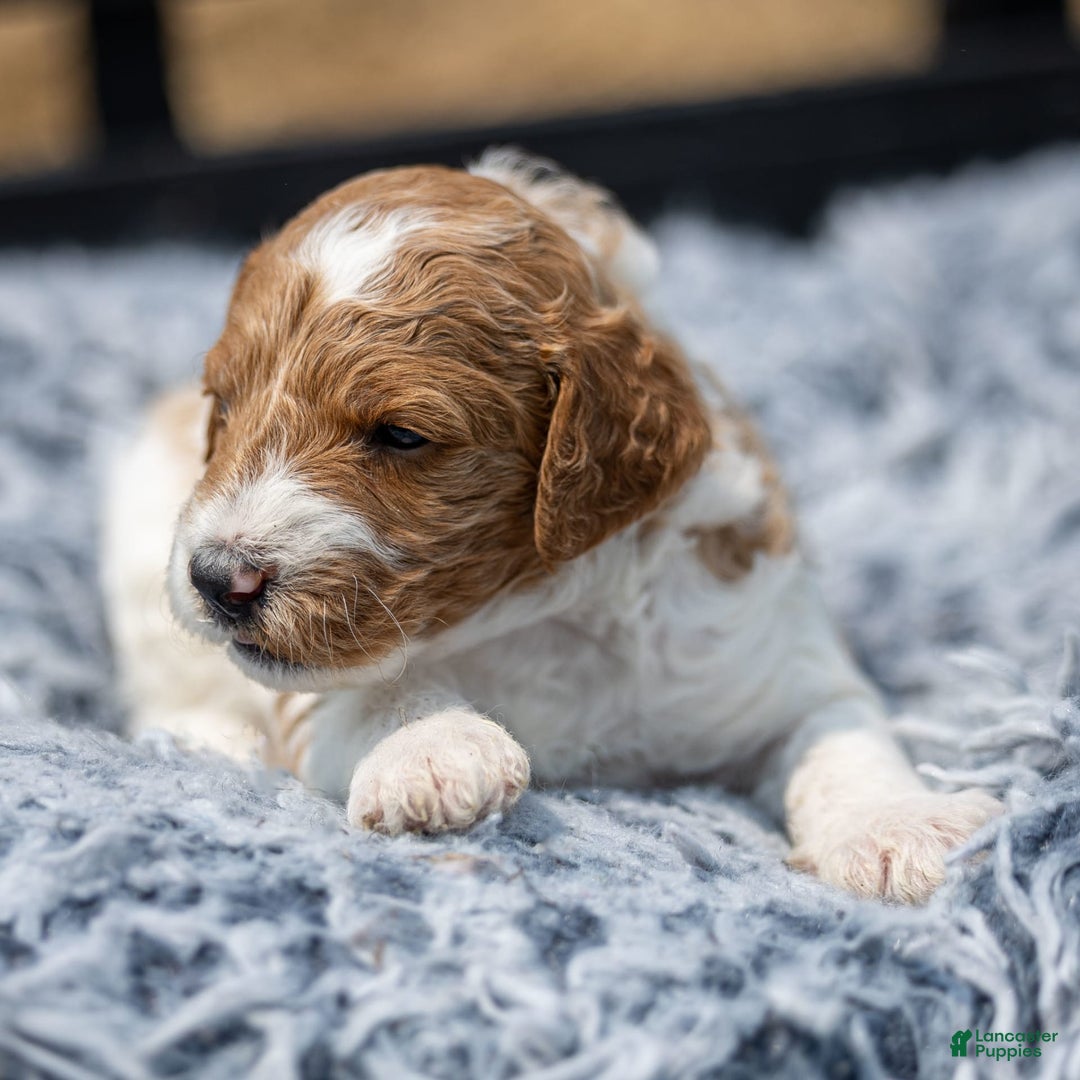 Standard Poodle dogs for sale: Rascal - Image 1