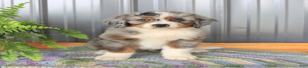 Ava