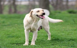 Labrador Retriever dogs for sale: Dexter - Image 5