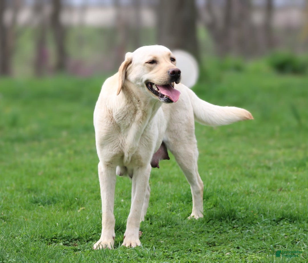 Labrador Retriever dogs for sale: Dexter - Image 5