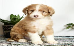 Aussiedoodle dogs for sale: Tommy - Image 5