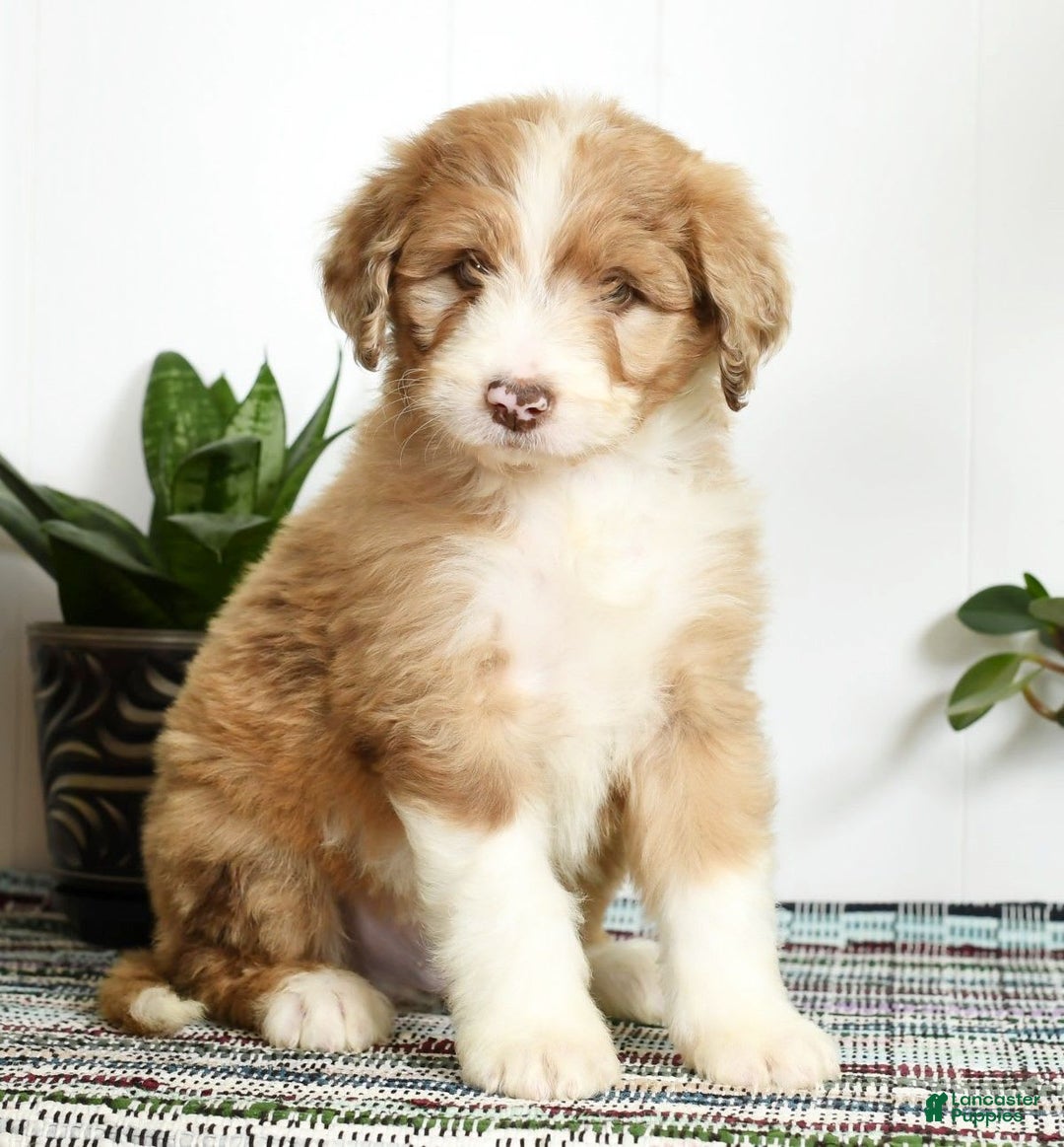 Aussiedoodle dogs for sale: Tommy - Image 5