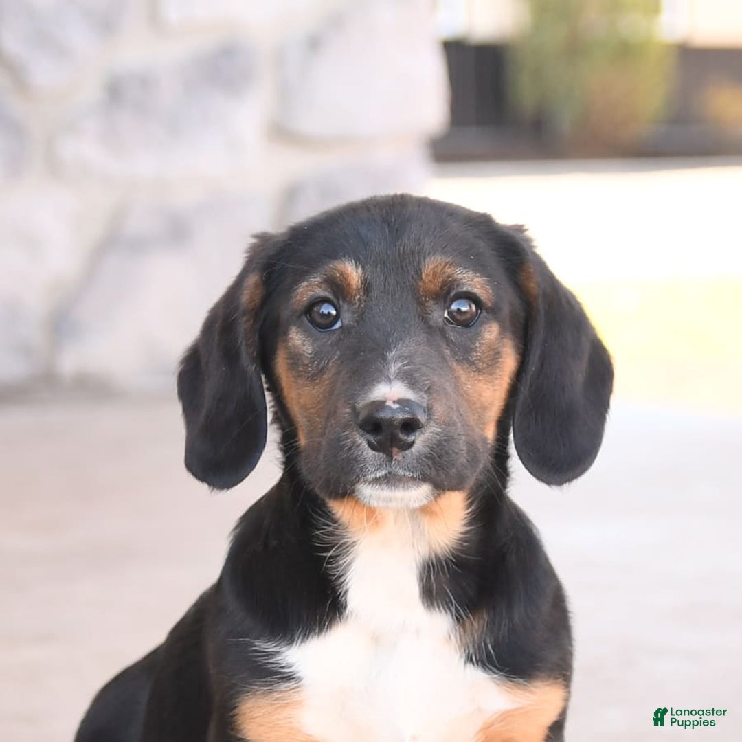 Basset Hound dogs for sale: Bentley - Image 6