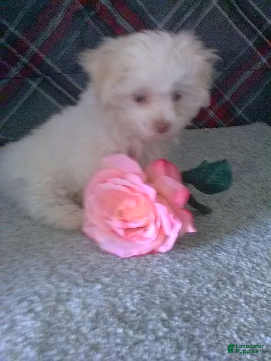 Maltese dogs for sale: Daisy - Image 1