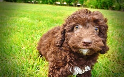 Havapoo dogs for sale: Teddy - Image 8
