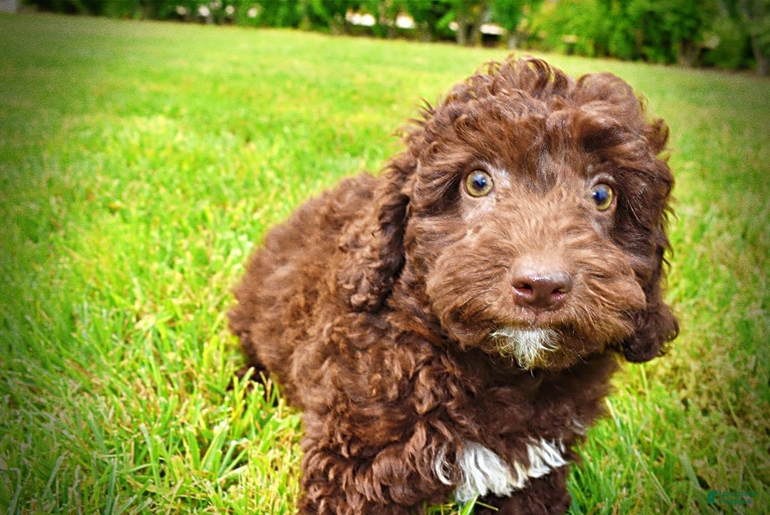 Havapoo dogs for sale: Teddy - Image 8