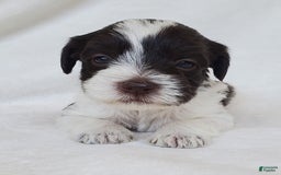 Schnoodle dogs for sale: Smores - Image 3