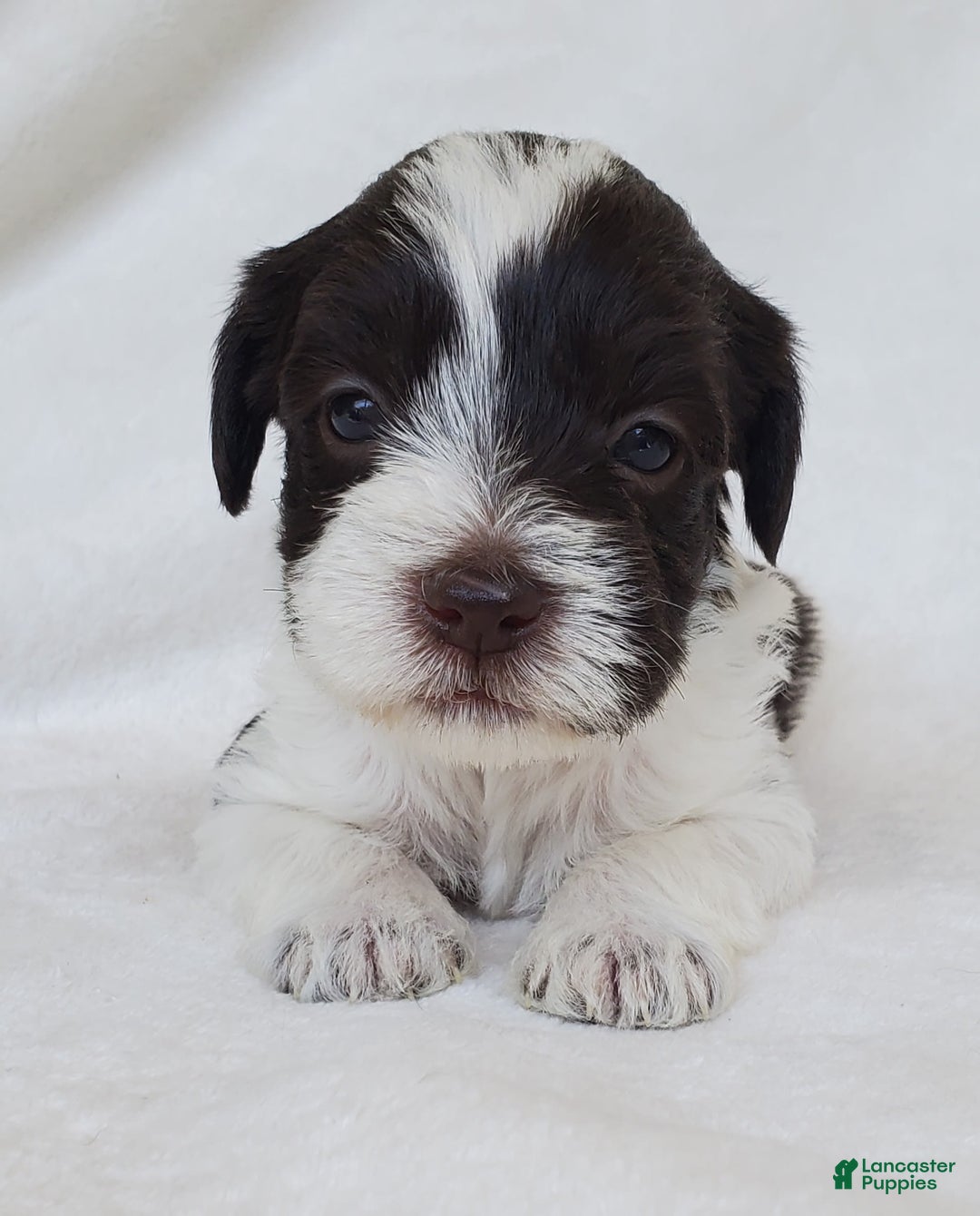 Schnoodle dogs for sale: Smores - Image 3