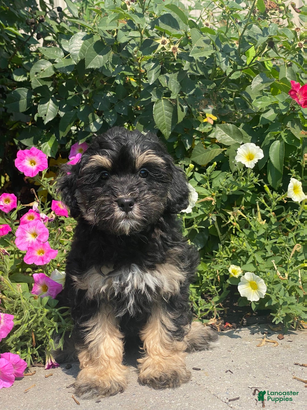 Lhasapoo dogs for sale: Jinny - Image 2