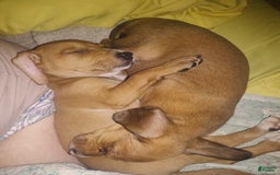 Beagle dogs for sale: Sage - Image 5
