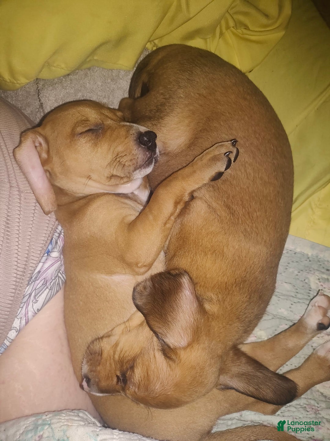 Beagle dogs for sale: Sage - Image 5