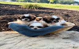 Shih Tzu dogs for sale: Ares - Image 5