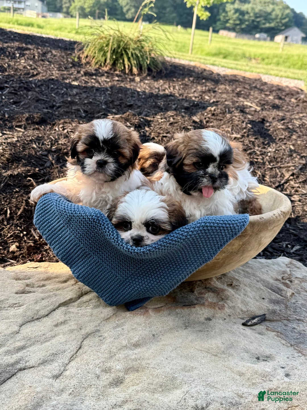Shih Tzu dogs for sale: Ares - Image 5