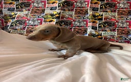 Dachshund dogs for sale: Chewy - Image 3