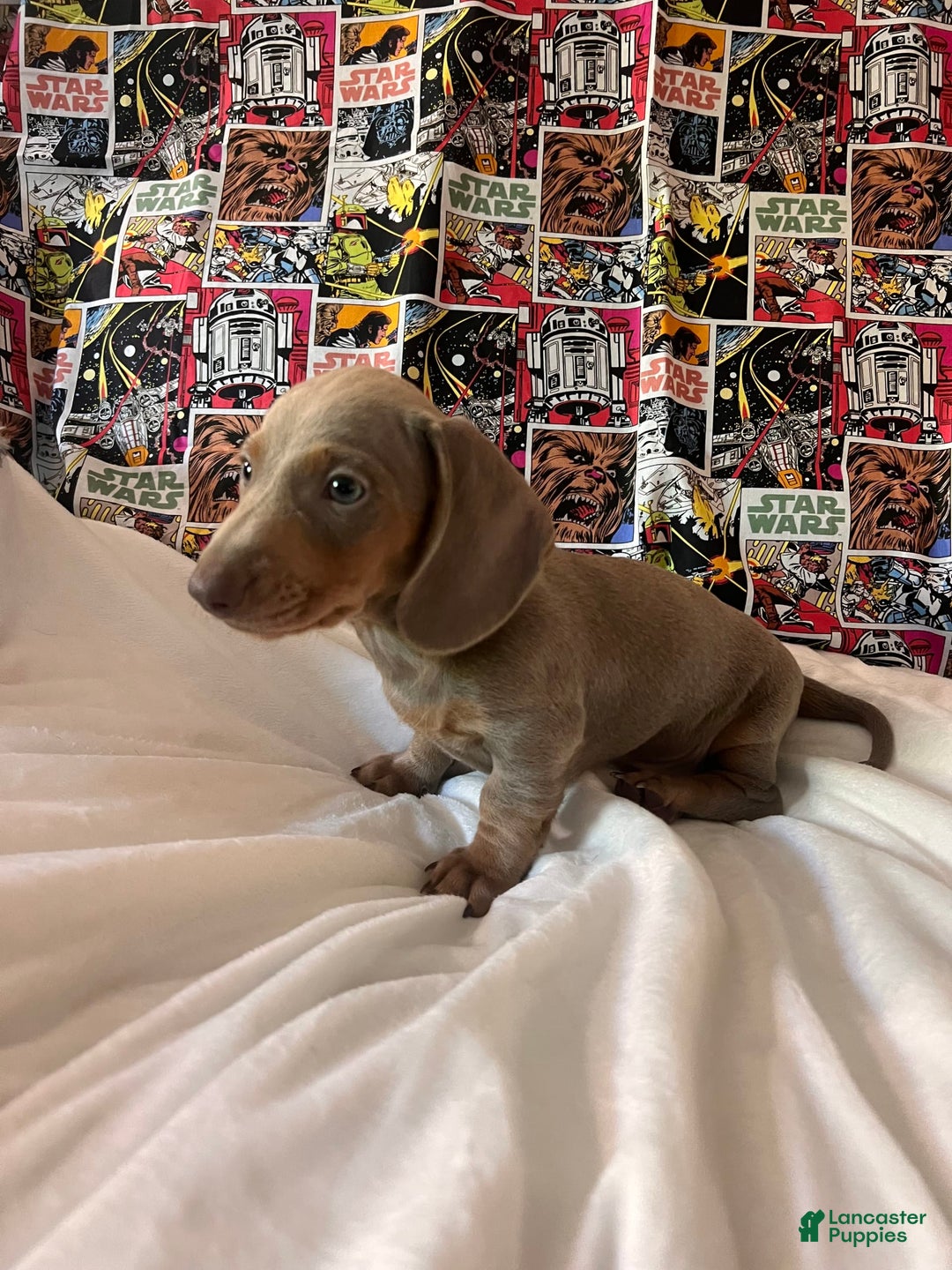 Dachshund dogs for sale: Chewy - Image 3