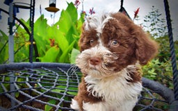 Havapoo dogs for sale: Dash - Image 4