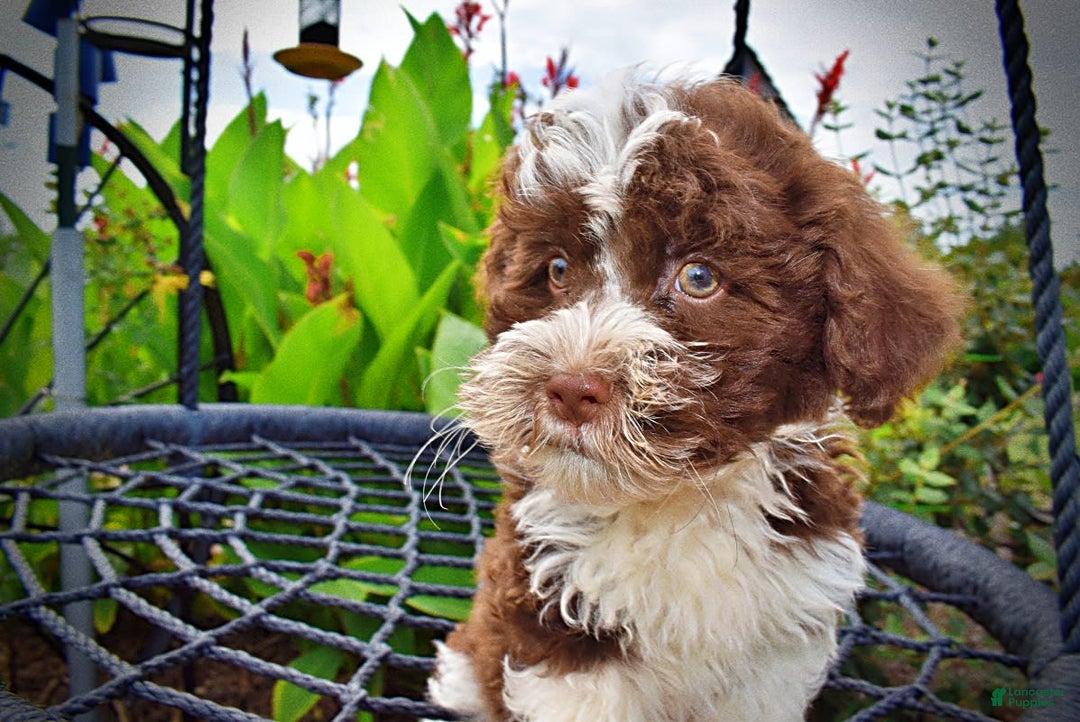 Havapoo dogs for sale: Dash - Image 4