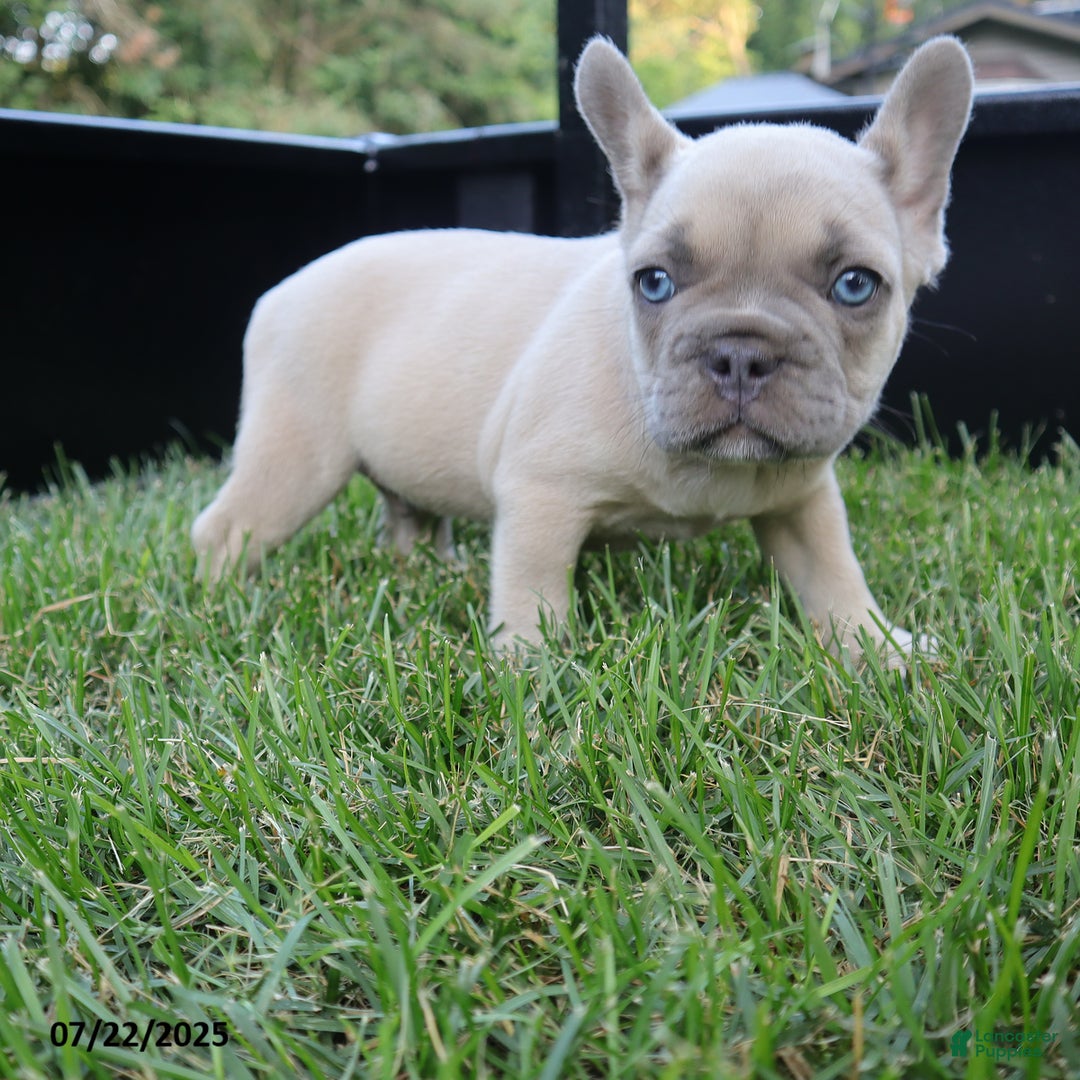 French Bulldog dogs for sale: Billy - Image 2