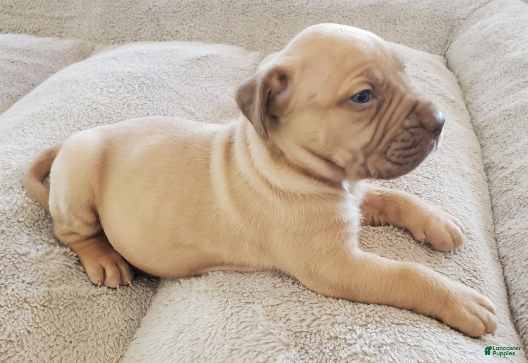South African Boerboels dogs for sale: Lion - Image 2