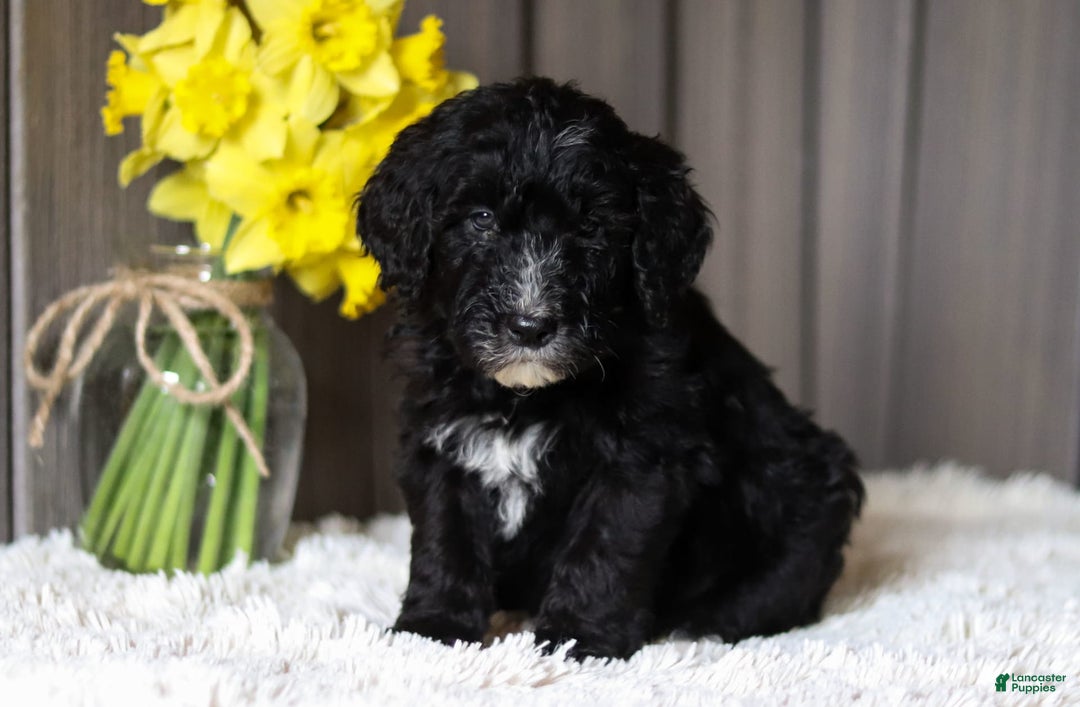 Sheepadoodle dogs for sale: Mustang - Image 2