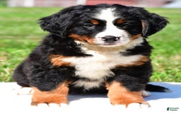 Bernese Mountain Dog dogs for sale: Bluebell - Image 1