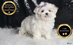Maltese dogs for sale: Bella - Image 2