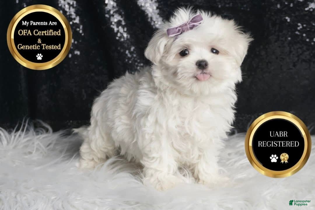 Maltese dogs for sale: Bella - Image 2