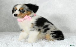 Miniature Australian Shepherd dogs for sale: Chloe - Image 4