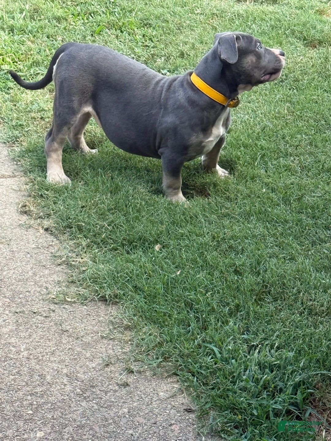 American Bully dogs for sale: Willow - Image 4