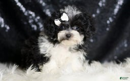 Maltipoo dogs for sale: Belle - Image 3