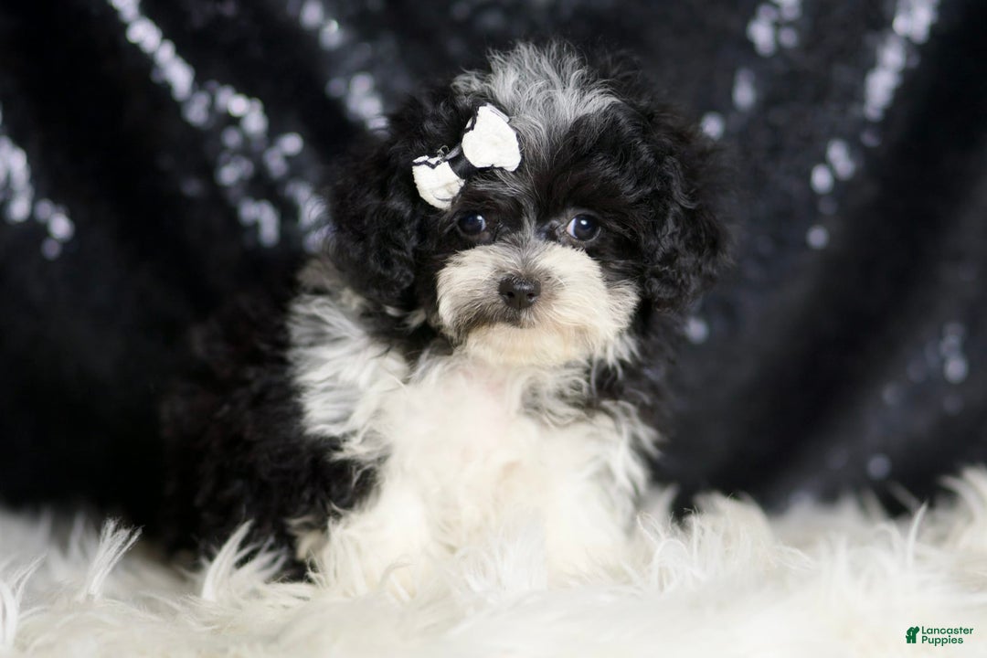 Maltipoo dogs for sale: Belle - Image 3