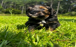 Aussiedoodle dogs for sale: Teddy - Image 2