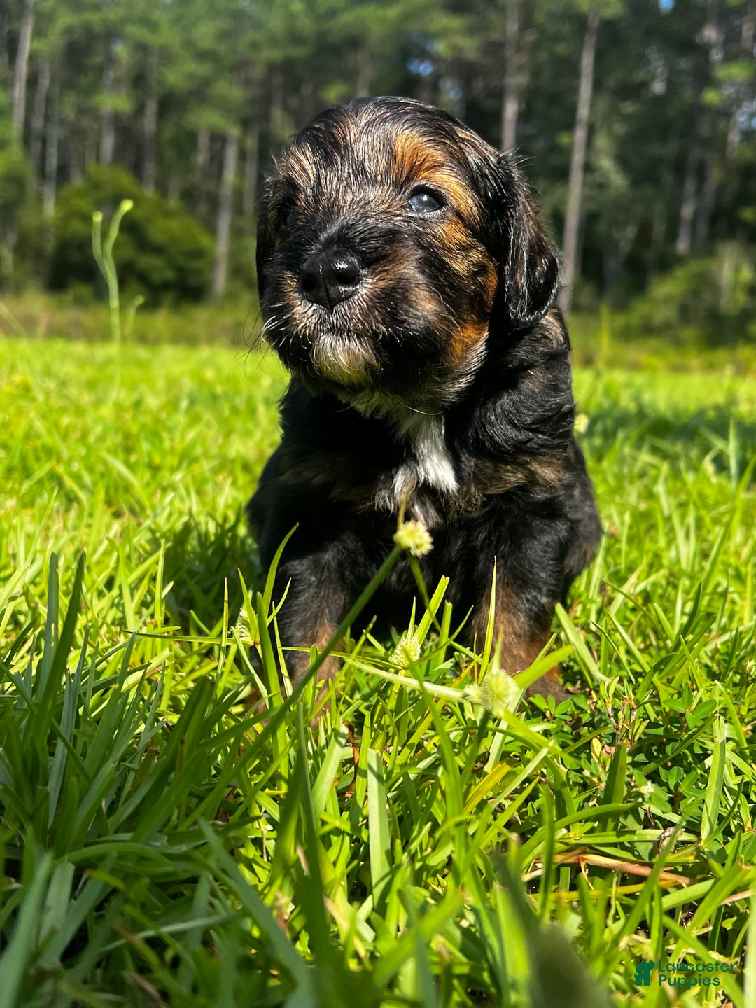 Aussiedoodle dogs for sale: Teddy - Image 2